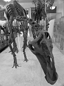 Kids-NYC_AMNH_3-2014 (72)